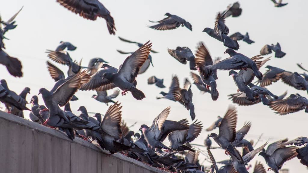 Invasion Pigeon