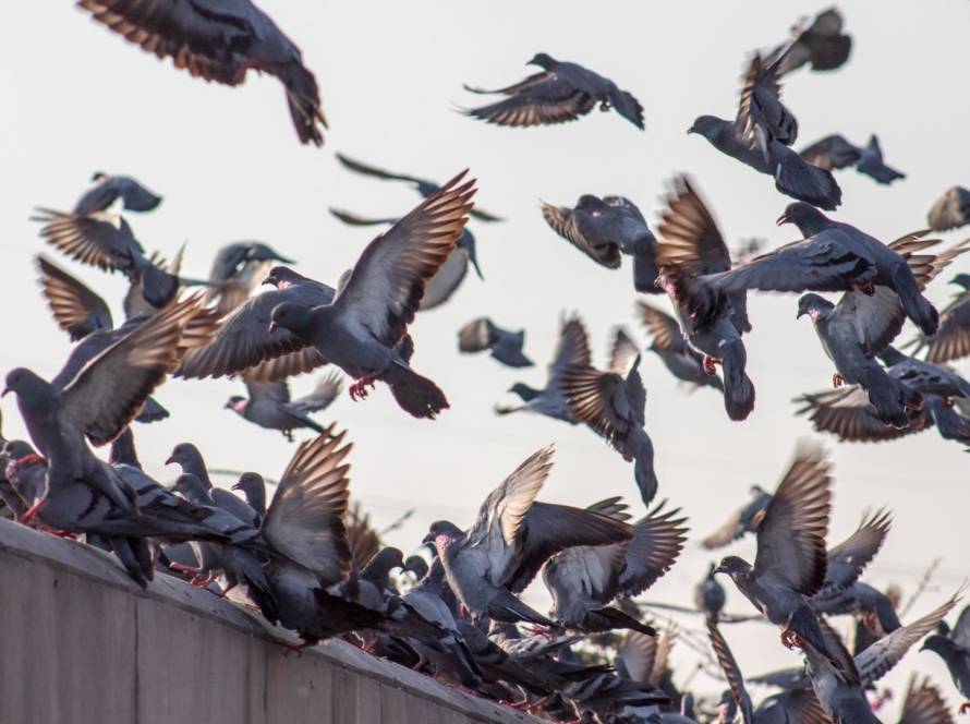 Invasion Pigeon