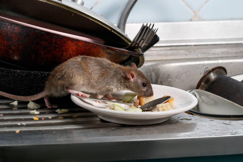 rat qui mange dans une assiette.jpg