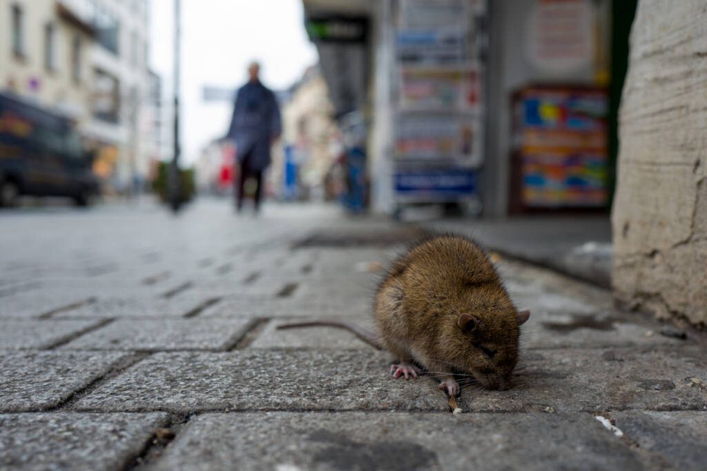 rats qui est dans une rue