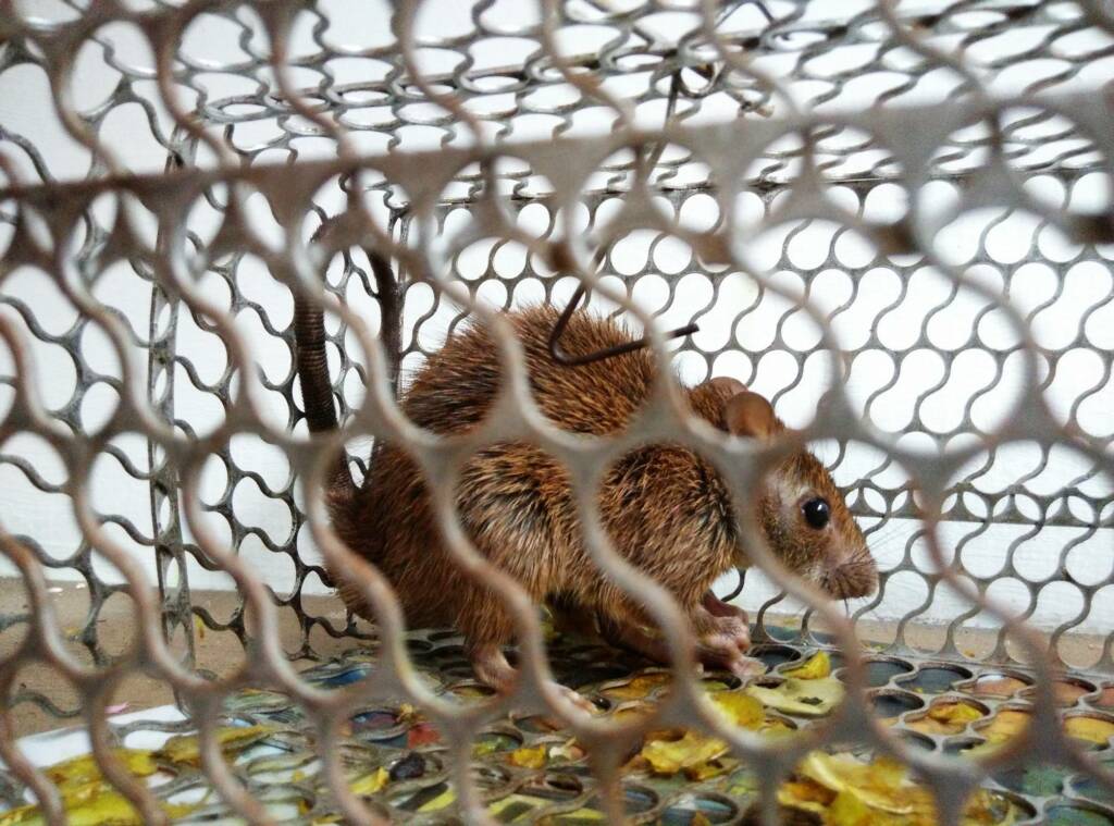 rat dans une cage