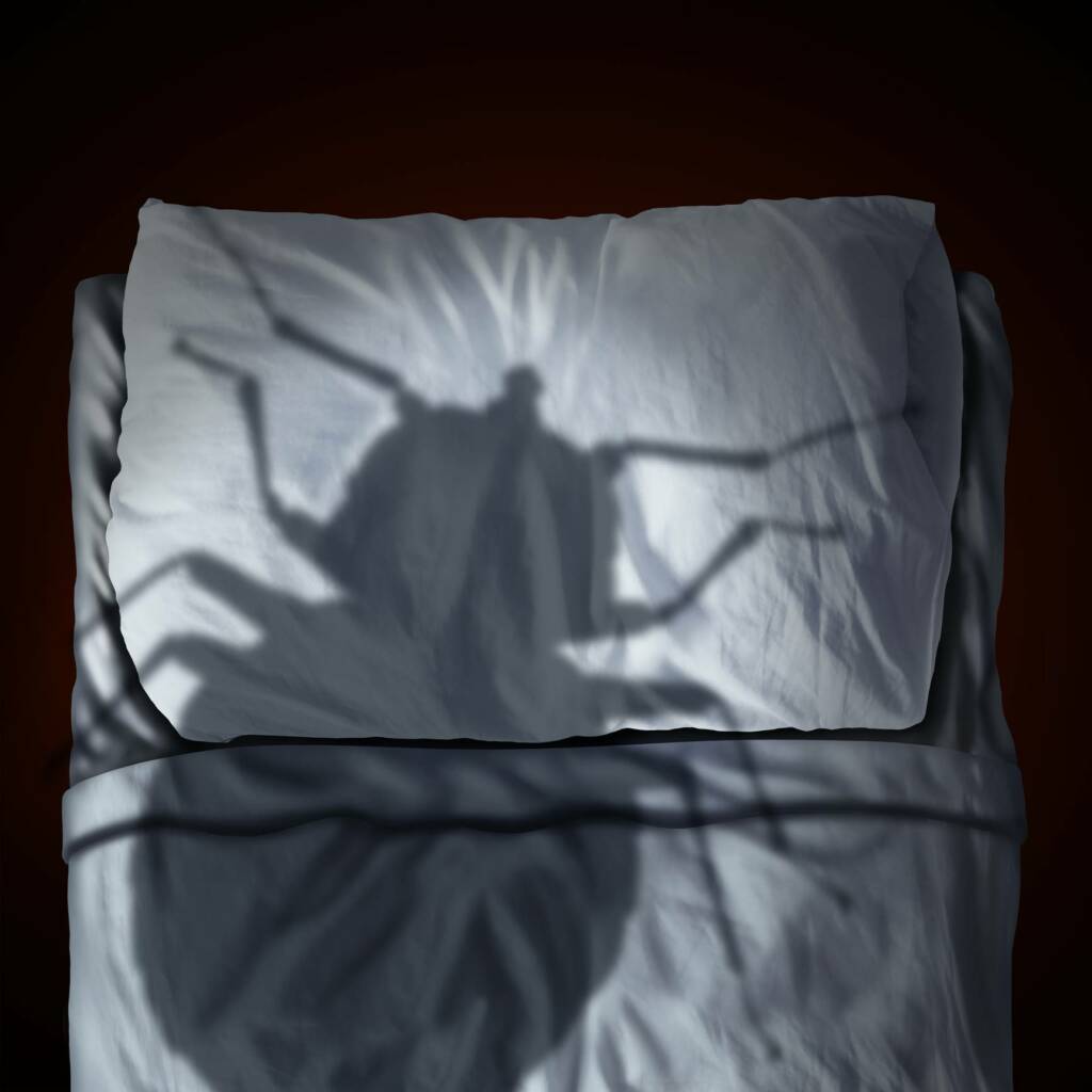 Ombre punaise de lit sur un lit