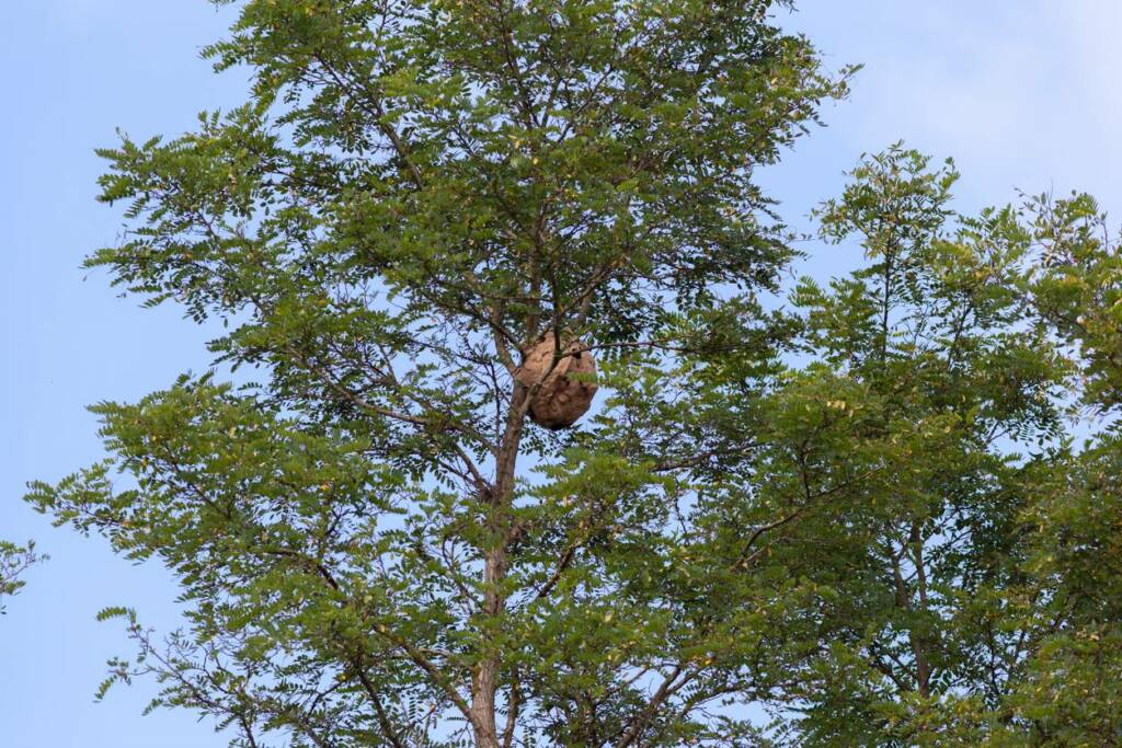 nid dans un arbre de frelons