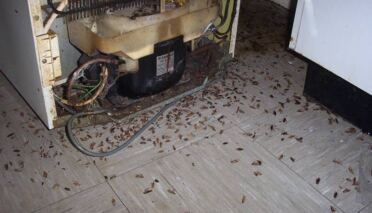 Cafards et blattes en milieu urbain : pourquoi les infestations persistent malgré les traitements 4 3ae4756069a75b04febb8e53f89de3f5