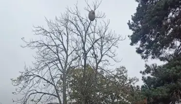 Interventions locales nids de guêpes et frelons, les 3 meilleures entreprises d'Alsace 4 Interventions locales nids de guêpes et frelons, les 3 meilleures entreprises d'Alsace