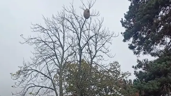 Interventions locales nids de guêpes et frelons, les 3 meilleures entreprises d'Alsace 1 Interventions locales nids de guêpes et frelons, les 3 meilleures entreprises d'Alsace