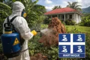 Traitement nuisible en Martinique : ce qu'il faut savoir pour protéger son habitat