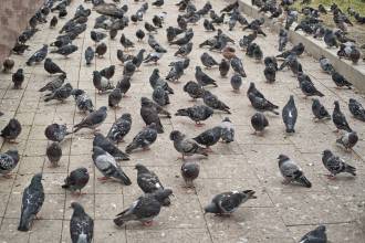 beaucoup de pigeon